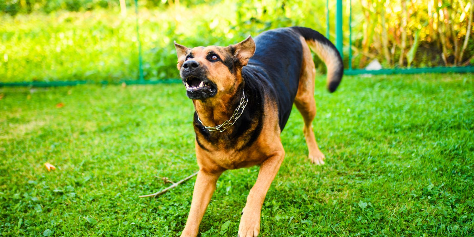 Establishing Trust and Mitigating Aggression in DogsBuilding a Foundation of Trust